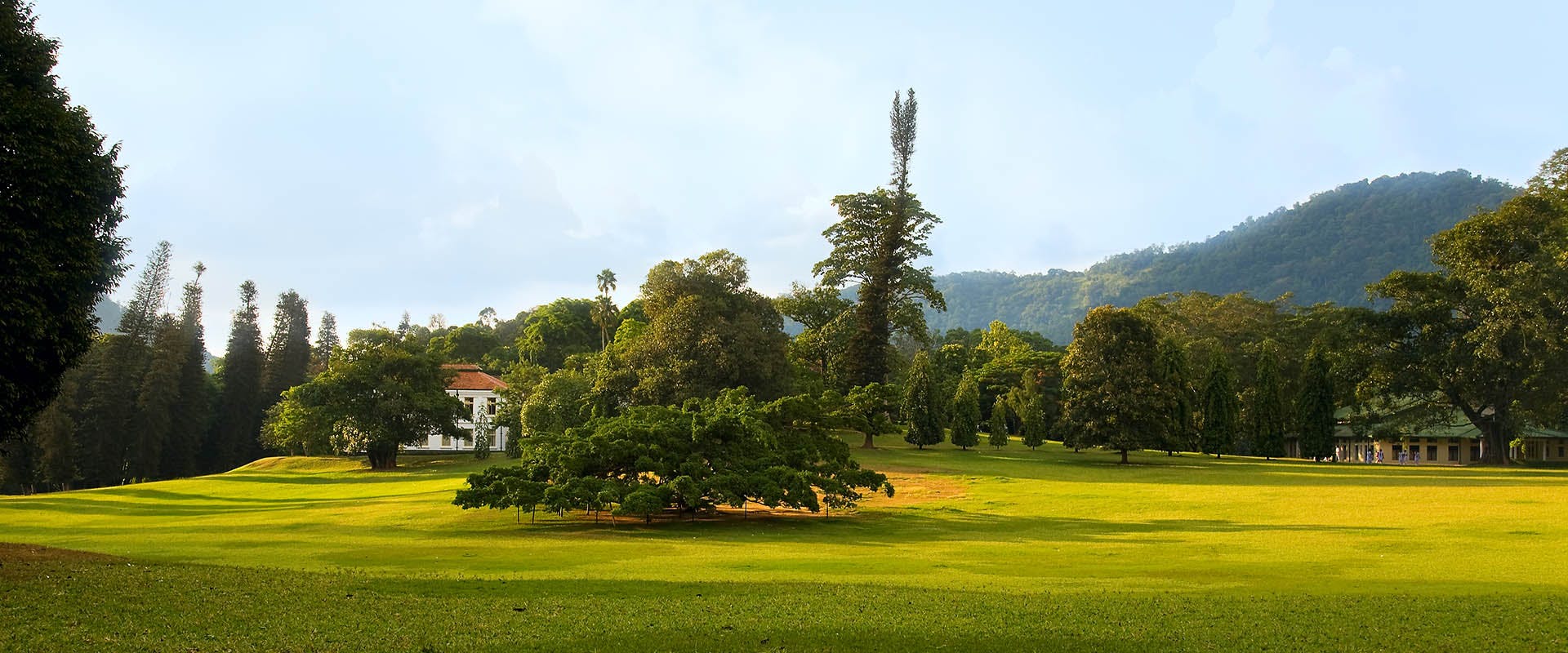 Royal Peradeniya Botanic Gardens Kandy Sri Lanka Hanthana